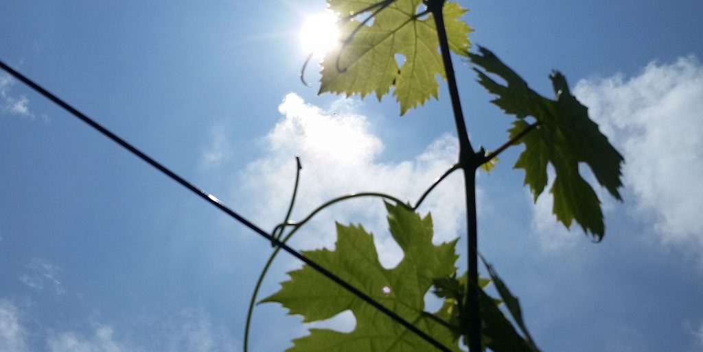 großes gewächs Wasmitwein.de