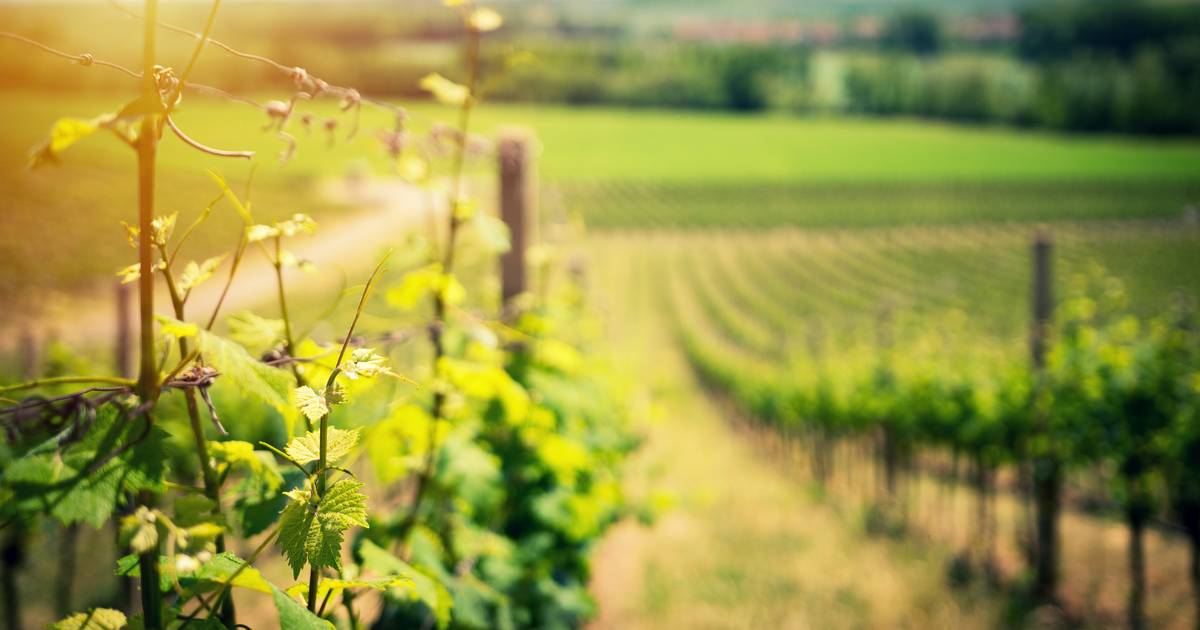 Wein und Klimawandel – informative Weinprobe mit Winzer Bernhard Kirsten